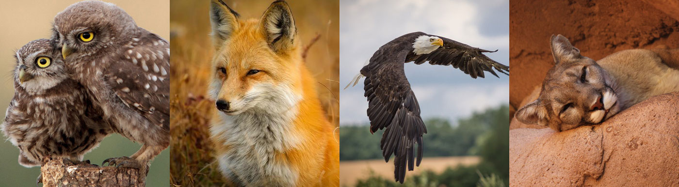 wild animals