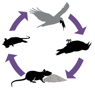 secondary poisoning cycle