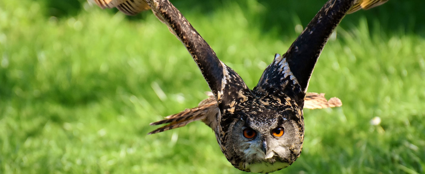 owls